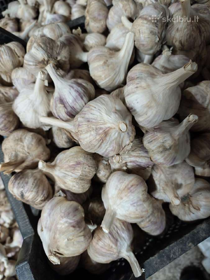Žieminiai česnakai - nuotraukos Nr. 3