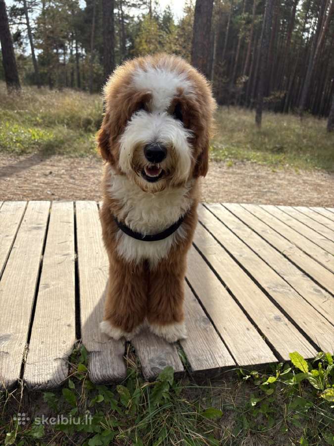 Parduodamas goldendoodle - nuotraukos Nr. 2