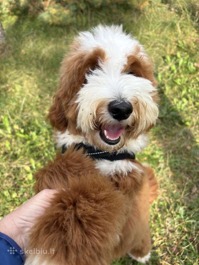 Parduodamas goldendoodle - nuotraukos Nr. 3