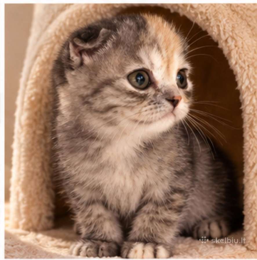 Vienetinės Whiskas spalvos mergaitė - nuotraukos Nr. 5