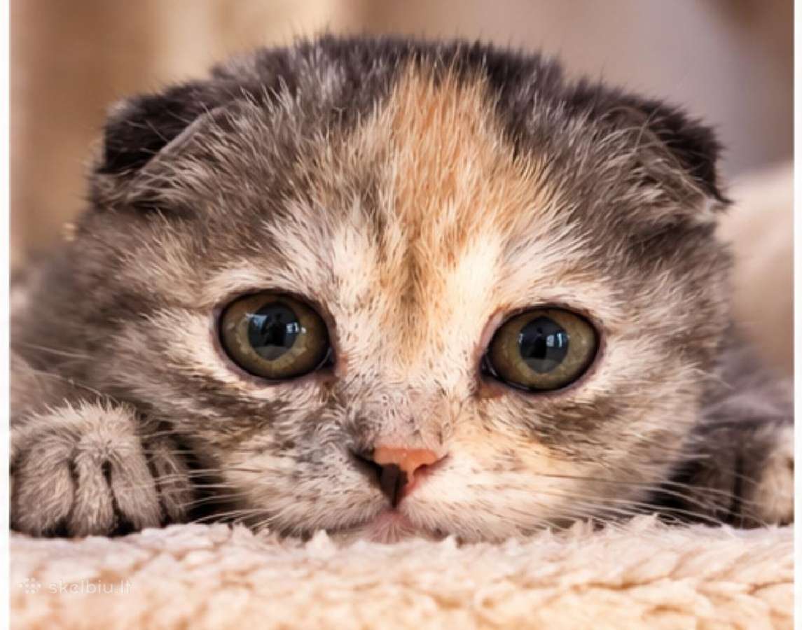Vienetinės Whiskas spalvos mergaitė - nuotraukos Nr. 7