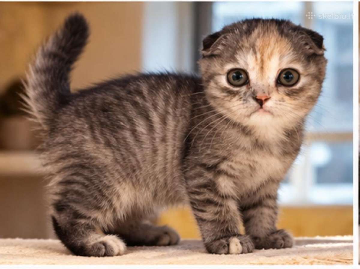 Vienetinės Whiskas spalvos mergaitė - nuotraukos Nr. 9