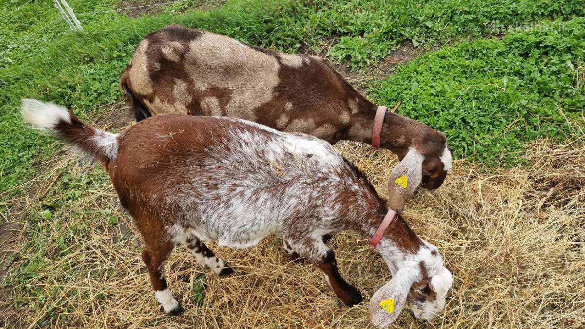Anglu nubijos grynaveislės su dokumentais - nuotraukos Nr. 3