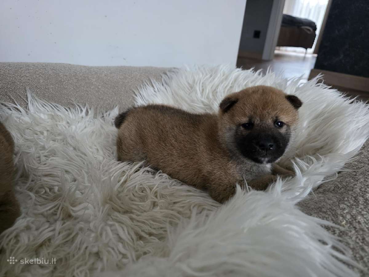 Shiba inu - nuotraukos Nr. 3