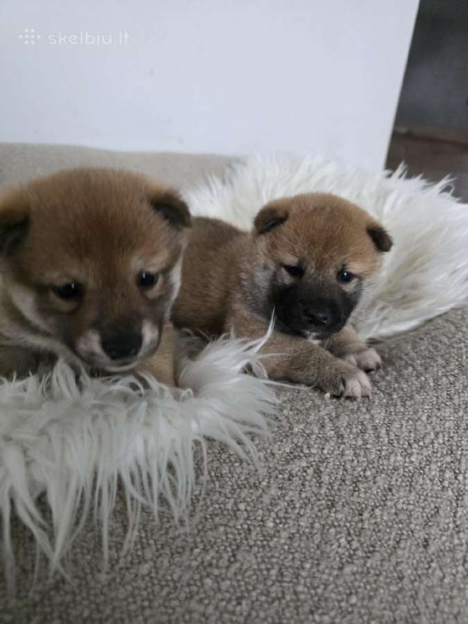 Shiba inu - nuotraukos Nr. 4