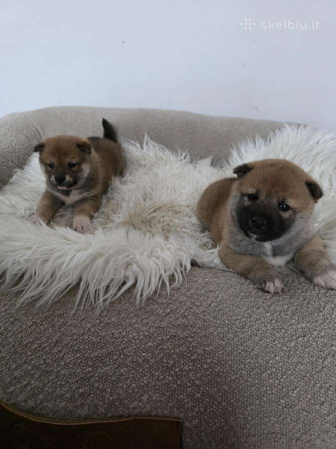 Shiba inu - nuotraukos Nr. 5