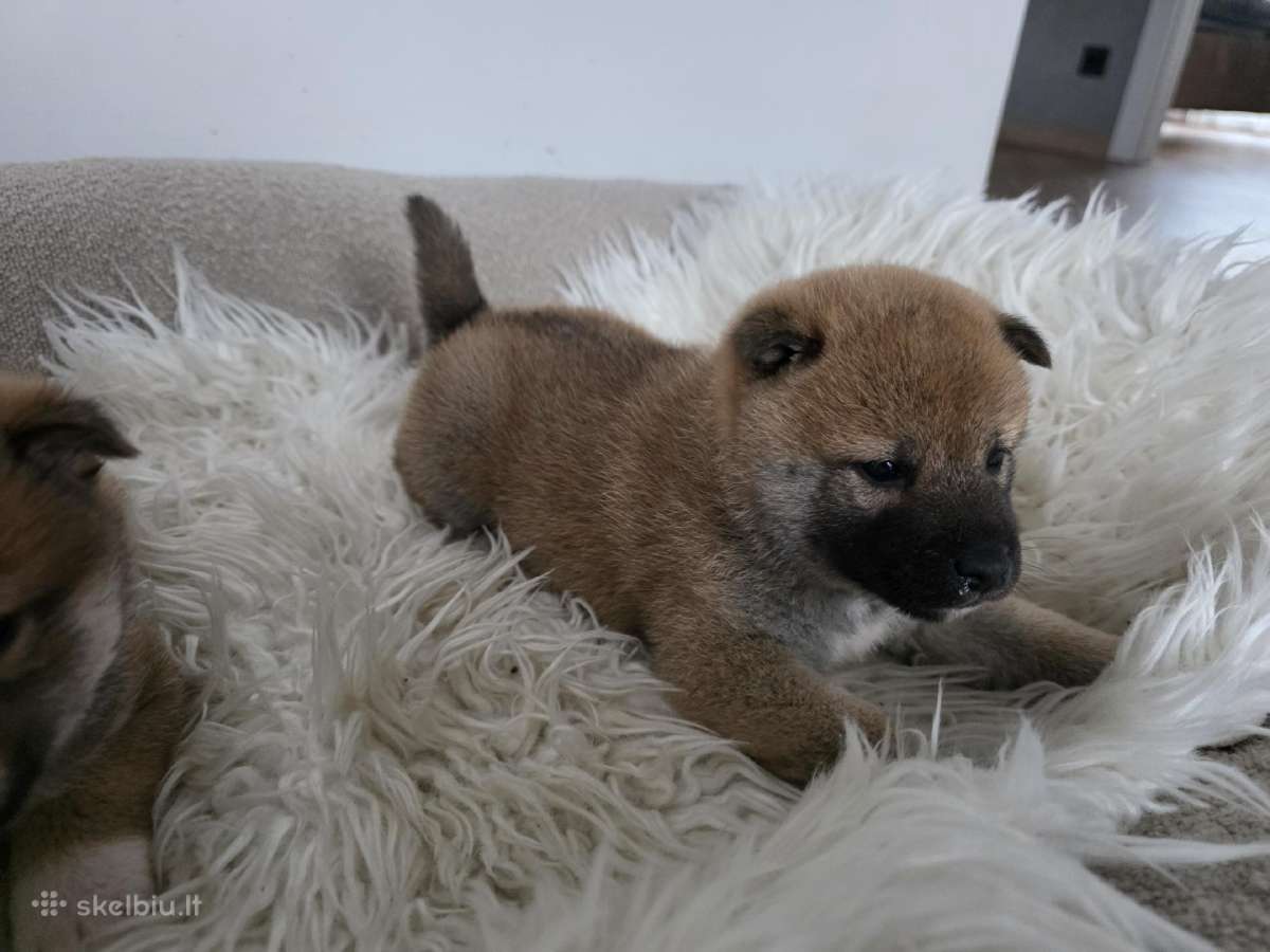 Shiba inu - nuotraukos Nr. 6