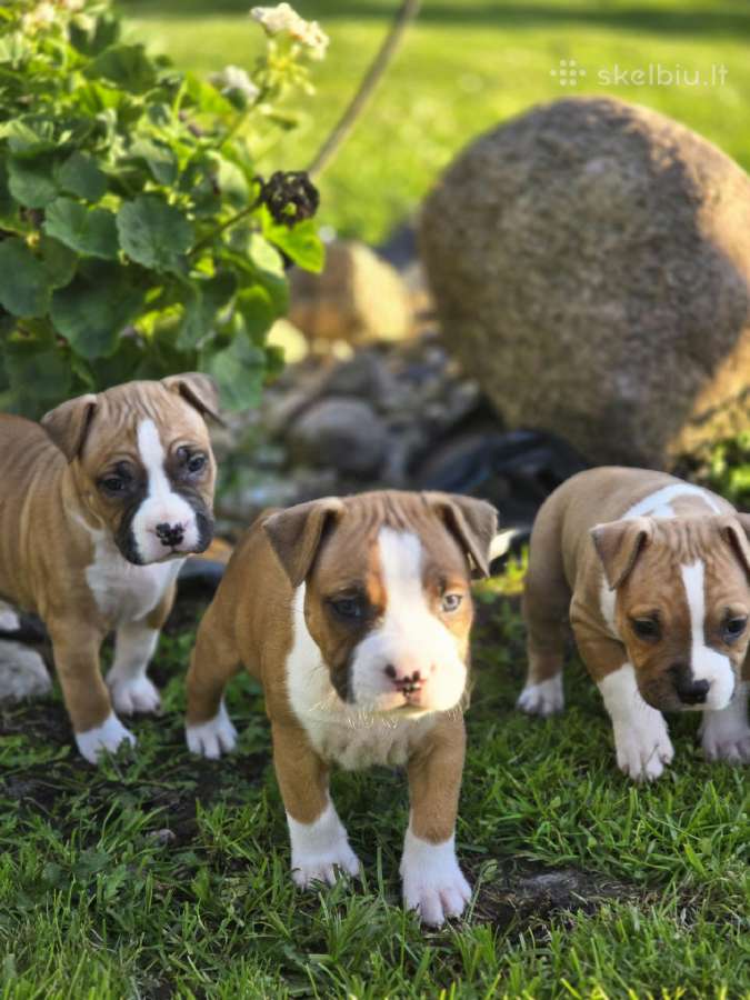 Kilminga Amstaff kalytė - nuotraukos Nr. 3