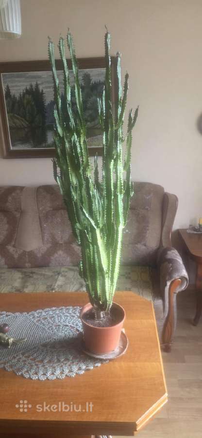 Kaktusas 95cm - nuotraukos Nr. 2