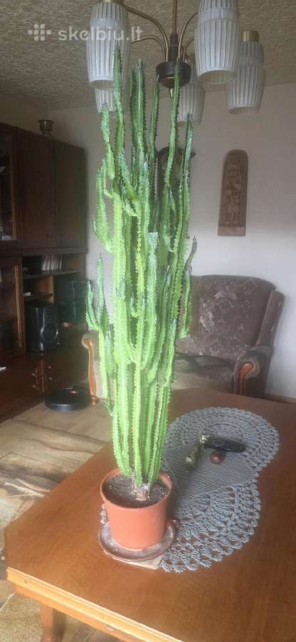 Kaktusas 95cm - nuotraukos Nr. 3