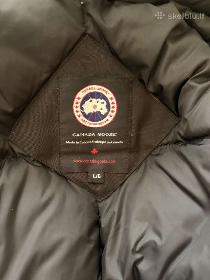 Canada goose - nuotraukos Nr. 4