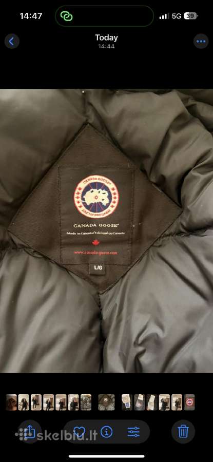 Canada goose - nuotraukos Nr. 6
