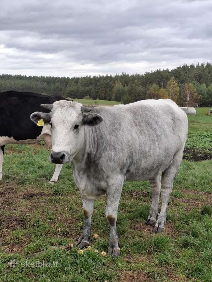 Parduodama banda - nuotraukos Nr. 4