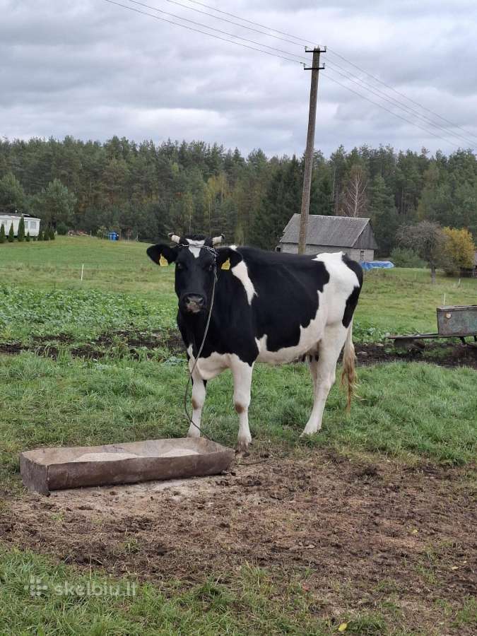 Parduodama banda - nuotraukos Nr. 5