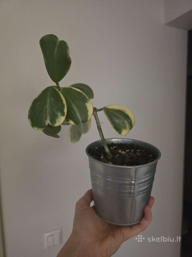 Hoya carnosa kerii variegata vaškuolė - nuotraukos Nr. 2