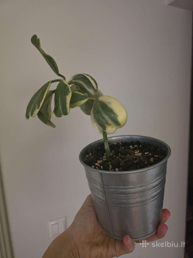 Hoya carnosa kerii variegata vaškuolė - nuotraukos Nr. 3