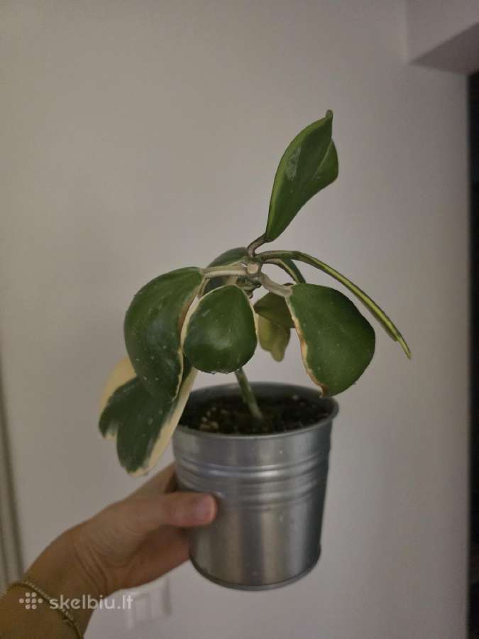 Hoya carnosa kerii variegata vaškuolė - nuotraukos Nr. 4