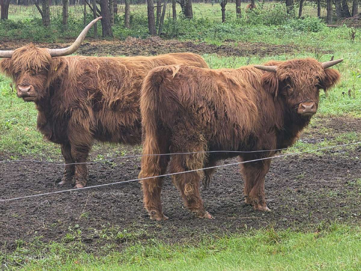 Grynavesliai Hailendų jautukai, telyčios 7-8 mėn. - nuotraukos Nr. 2