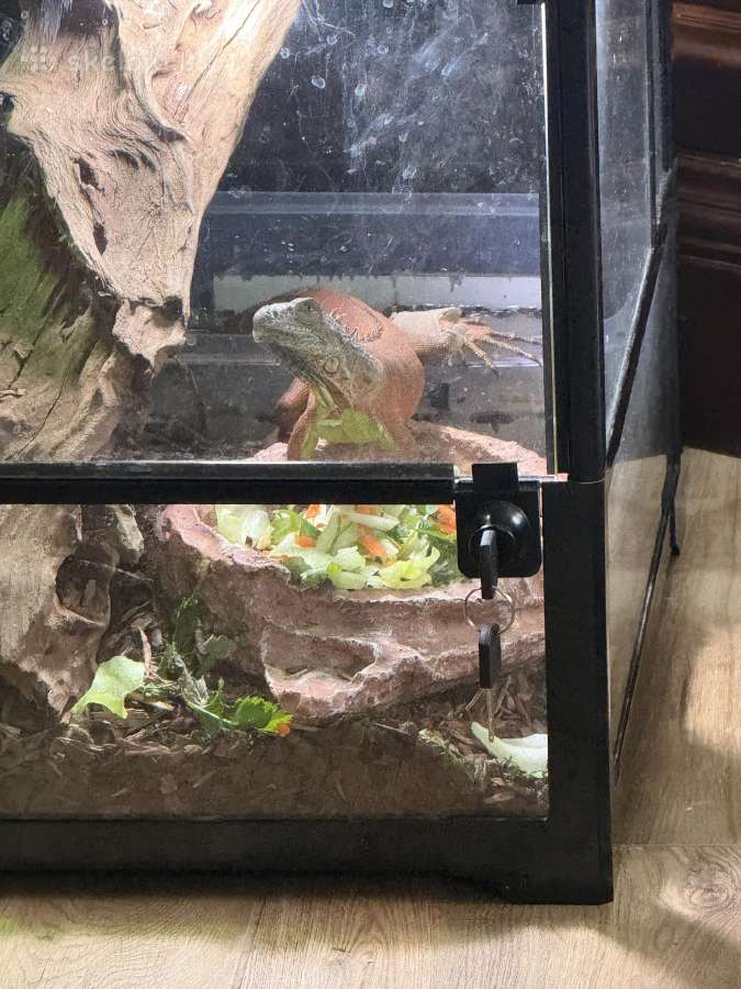 Iguana su terariumu - nuotraukos Nr. 3