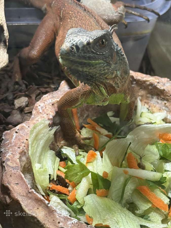 Iguana su terariumu - nuotraukos Nr. 4
