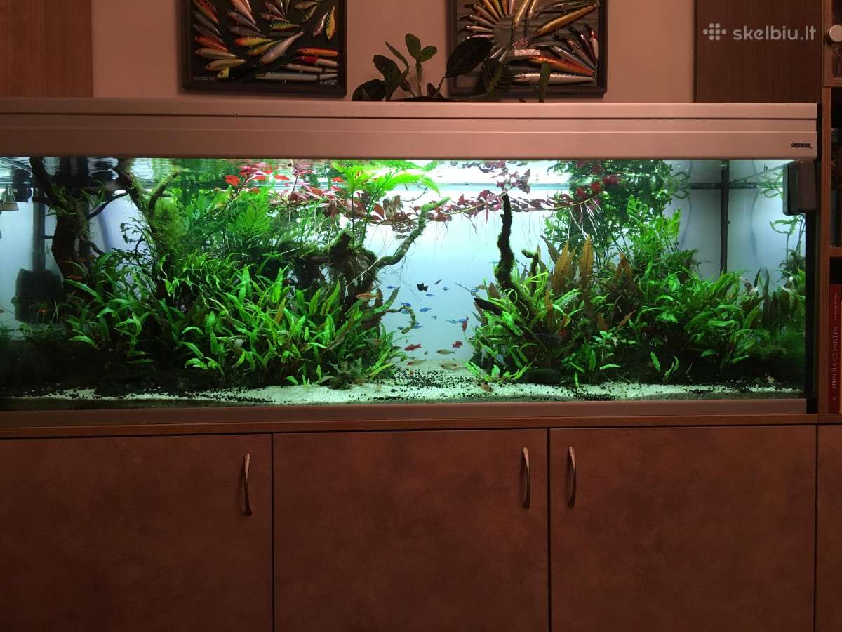Akvariumas 400 ltr - nuotraukos Nr. 9