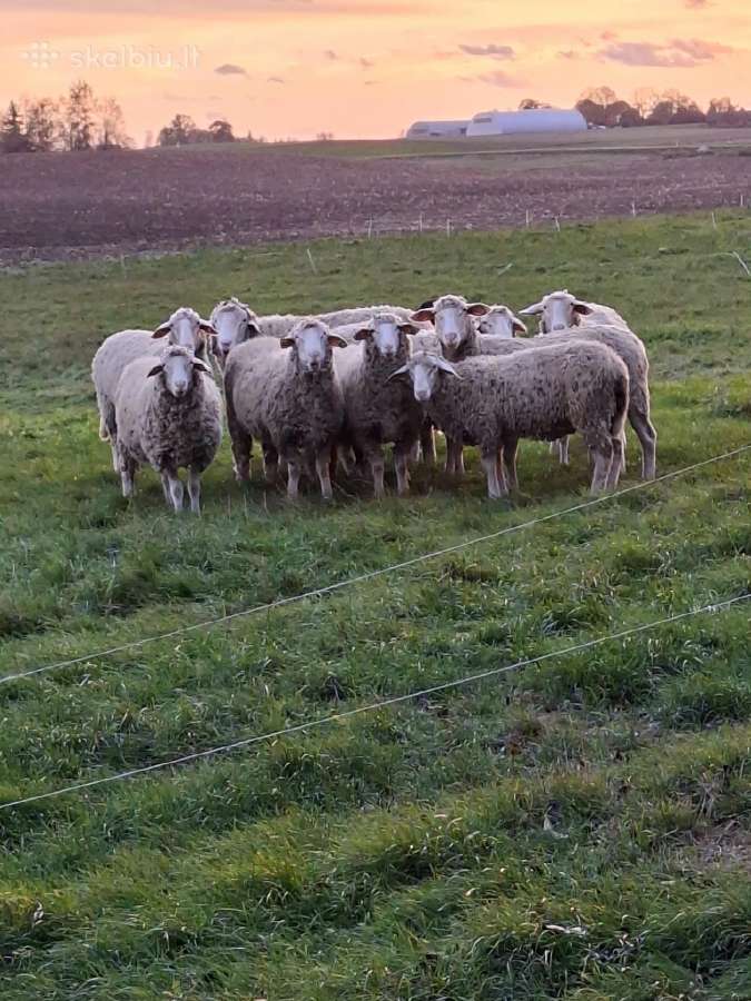 Merinosų avinukas - nuotraukos Nr. 2