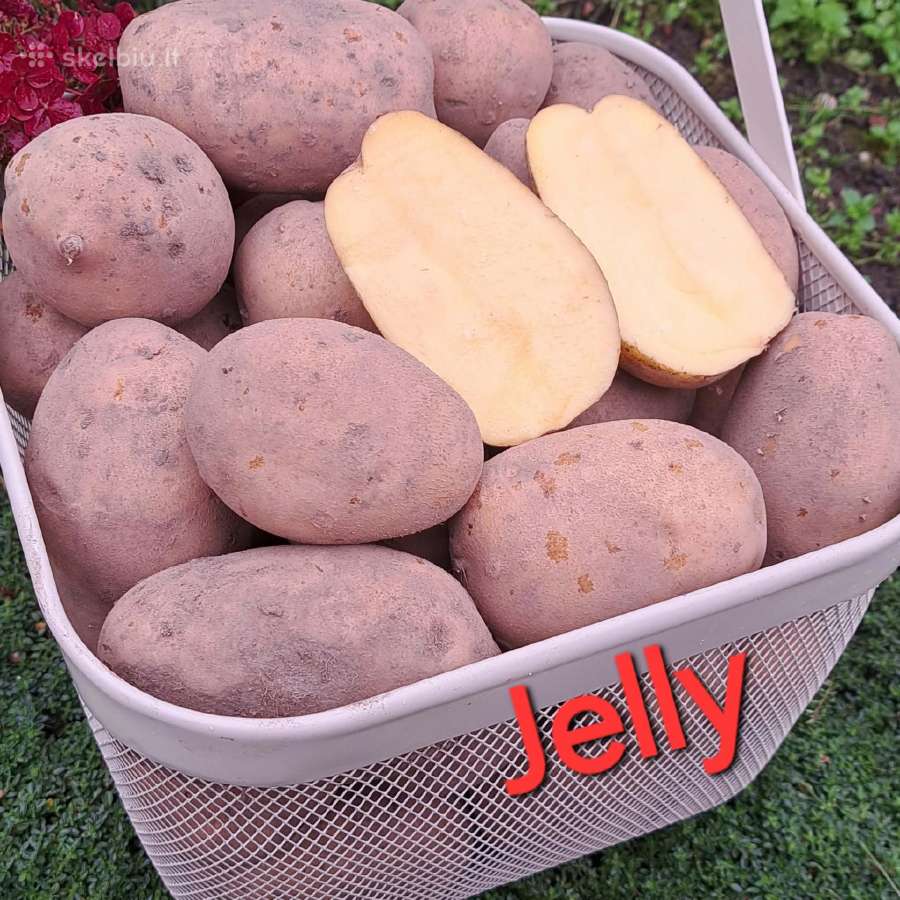 Ekologiškai augintos bulvės Jelly ir Laura - nuotraukos Nr. 3