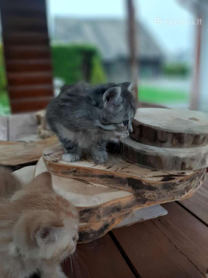 Dovanojami kačiukai - nuotraukos Nr. 4