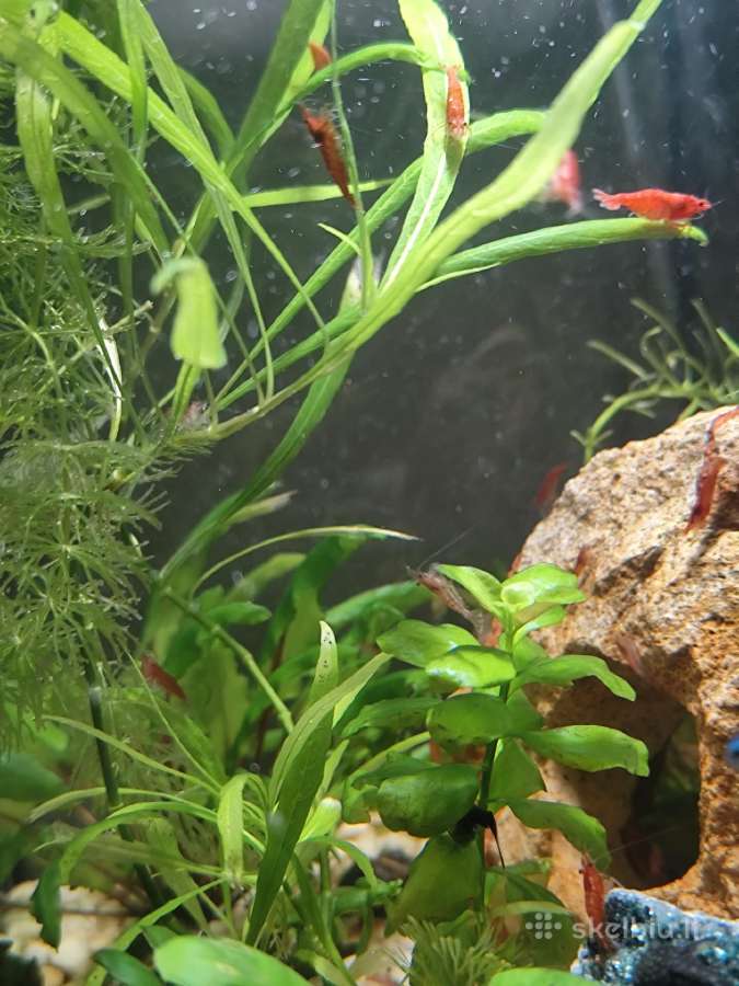 Parduodu krevetes Red Cherry - nuotraukos Nr. 5