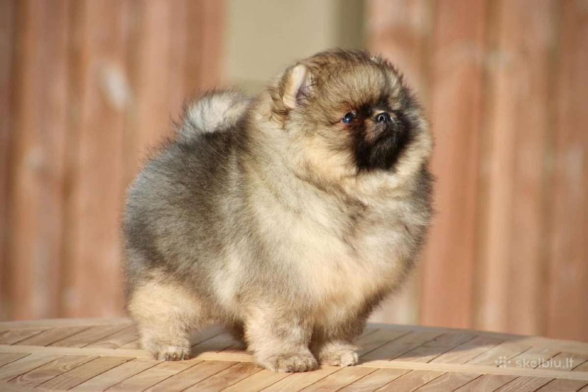Pomeraniukai (berniukas ir mergaitė) - nuotraukos Nr. 2