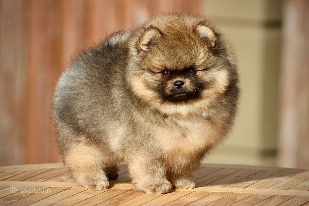 Pomeraniukai (berniukas ir mergaitė) - nuotraukos Nr. 3