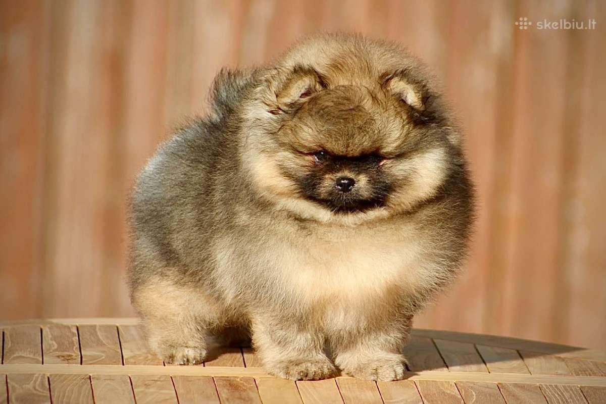 Pomeraniukai (berniukas ir mergaitė) - nuotraukos Nr. 4