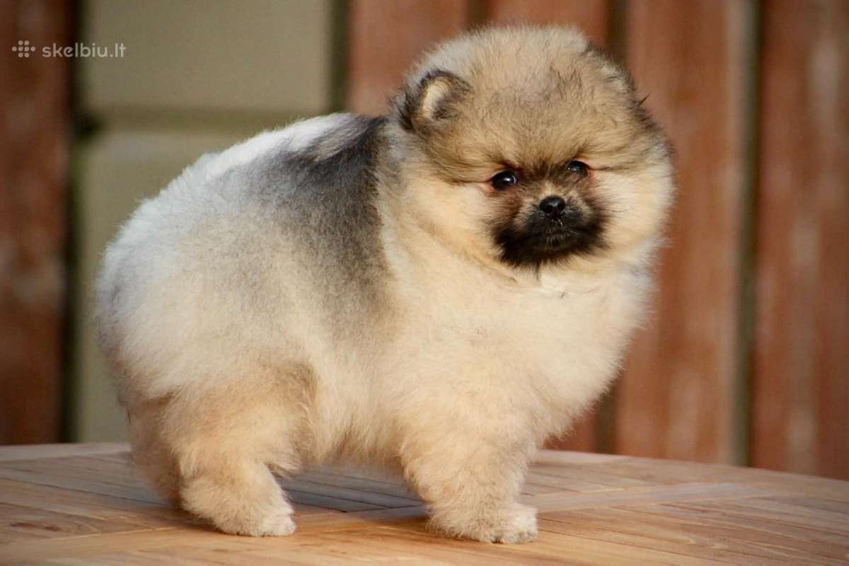 Pomeraniukai (berniukas ir mergaitė) - nuotraukos Nr. 5