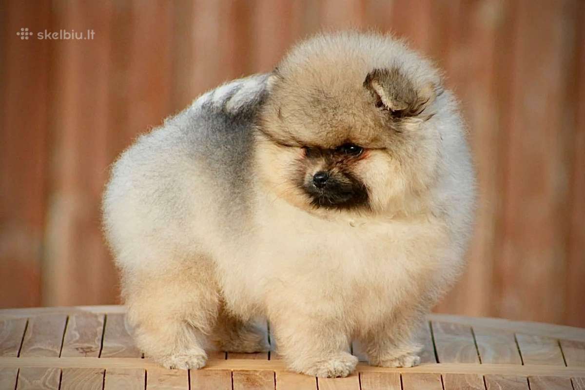 Pomeraniukai (berniukas ir mergaitė) - nuotraukos Nr. 6