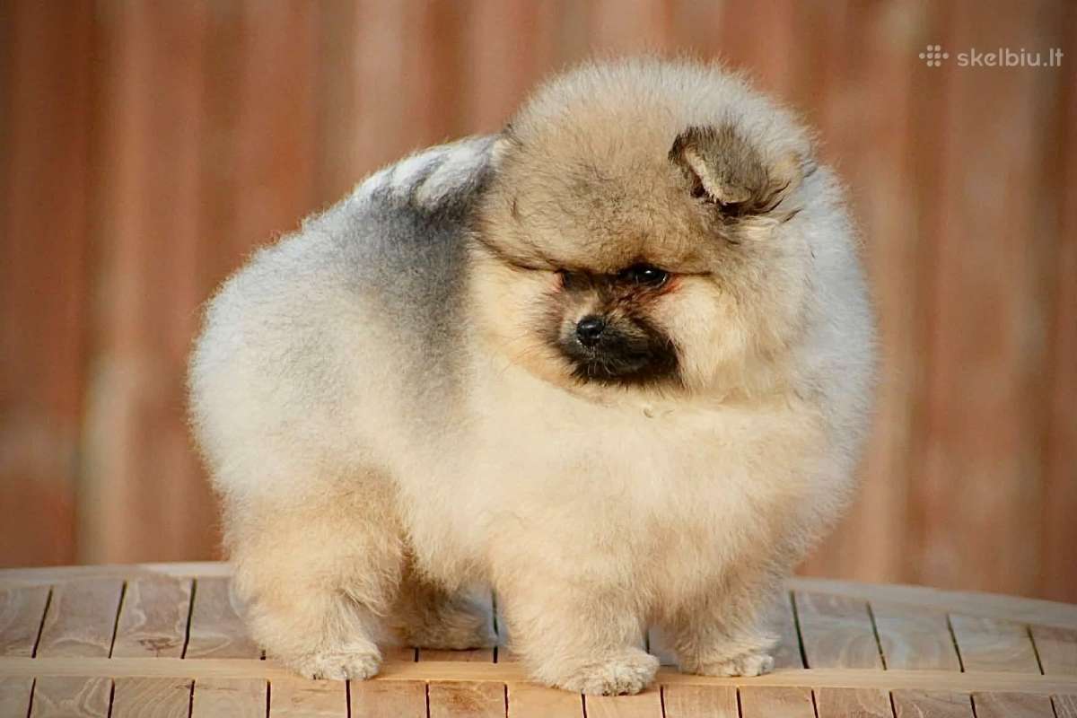 Pomeraniukai (berniukas ir mergaitė) - nuotraukos Nr. 7