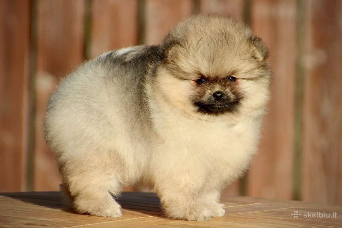 Pomeraniukai (berniukas ir mergaitė) - nuotraukos Nr. 8