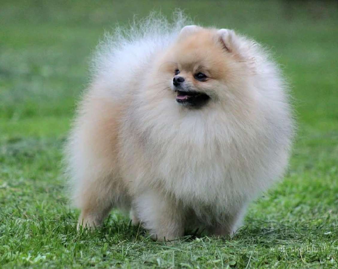 Pomeraniukai (berniukas ir mergaitė) - nuotraukos Nr. 10