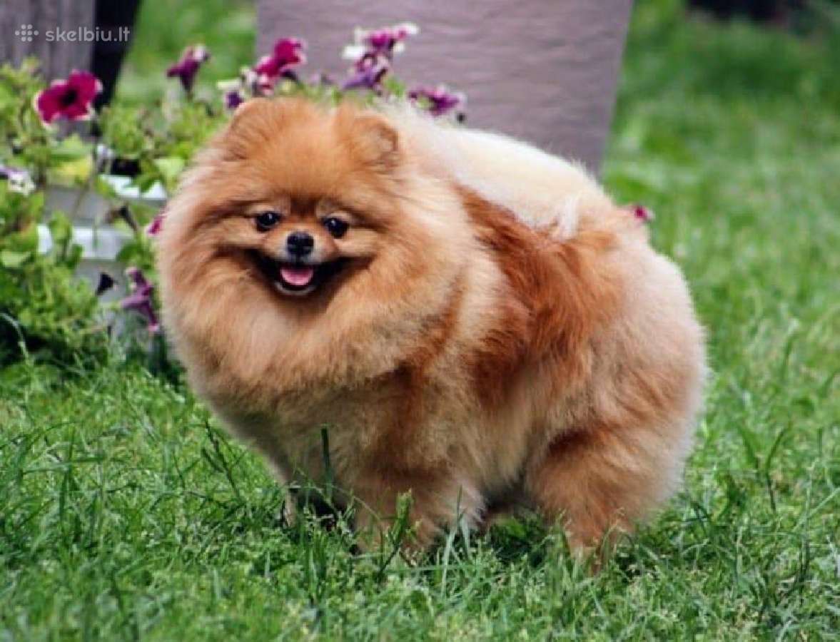 Pomeraniukai (berniukas ir mergaitė) - nuotraukos Nr. 11