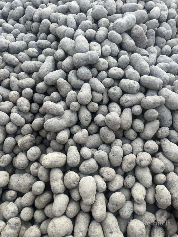 Parduodu Vitelotte violetines ir Agila bulvės. - nuotraukos Nr. 2