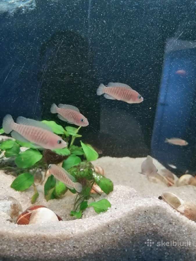 Parduodamas 112ltr akvariumas - nuotraukos Nr. 2