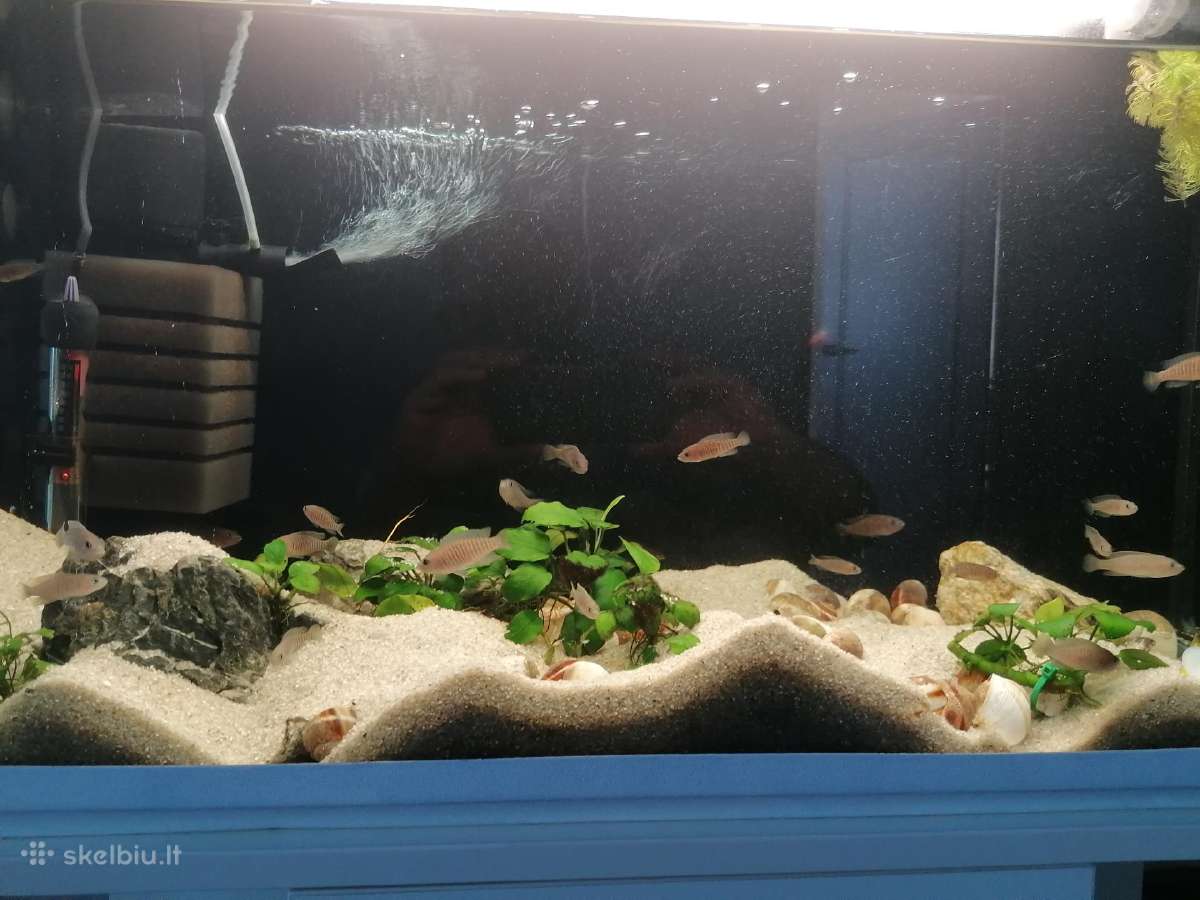 Parduodamas 112ltr akvariumas - nuotraukos Nr. 3