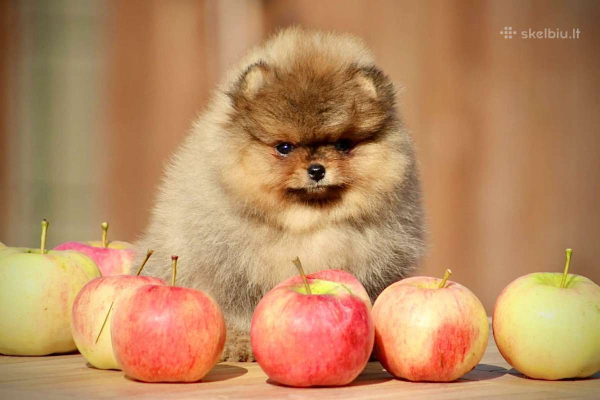 Pomeraniukai - nuotraukos Nr. 2