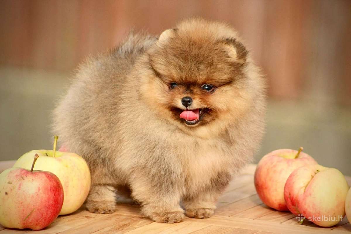 Pomeraniukai - nuotraukos Nr. 3