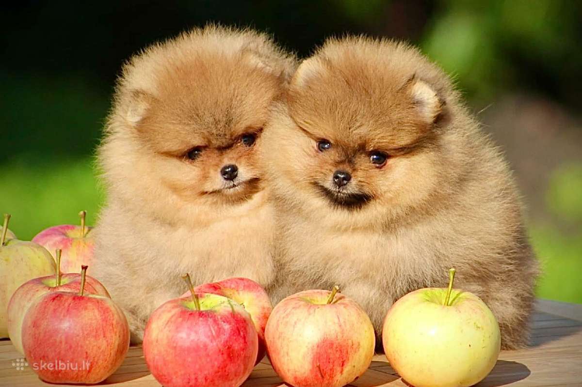 Pomeraniukai - nuotraukos Nr. 4