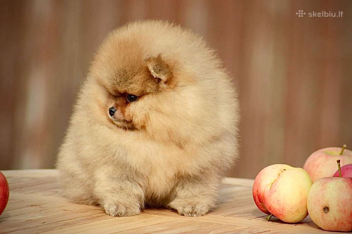 Pomeraniukai - nuotraukos Nr. 5