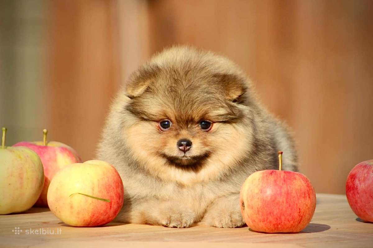 Pomeraniukai - nuotraukos Nr. 6