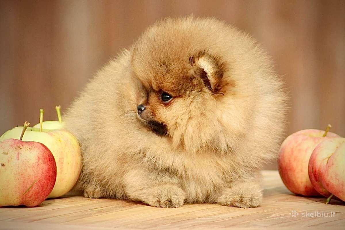 Pomeraniukai - nuotraukos Nr. 7
