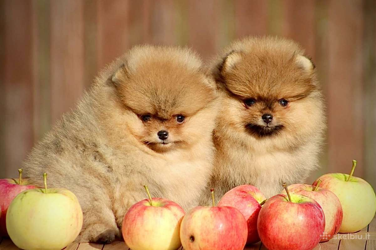 Pomeraniukai - nuotraukos Nr. 8