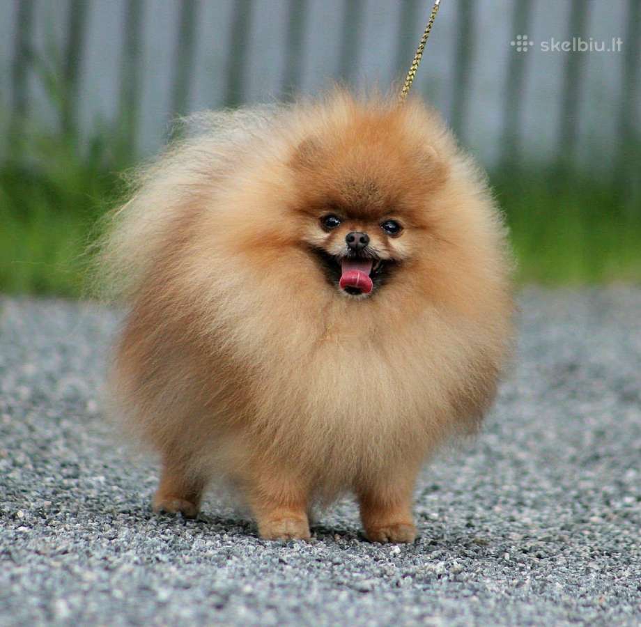 Pomeraniukai - nuotraukos Nr. 9