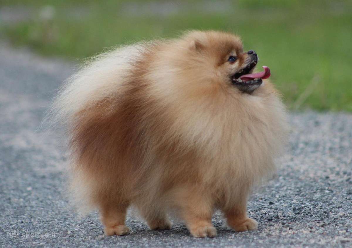 Pomeraniukai - nuotraukos Nr. 10
